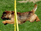 Border terrier kutya