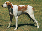 Fehér-cser nagy angol-francia kopó kutya