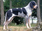 Nagy kék gascogne-i kopó kutya