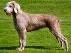 Szlovák drótszőrű vizsla kutya