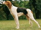 Trikolor (háromszínű) francia kopó kutya