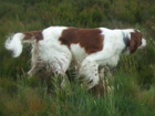 Vörös-fehér ír szetter kutya
