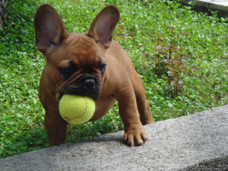 Képtalálatok a következőre: francia bulldog mozgásigénye